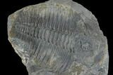 Elrathia Trilobite Molt Fossil - Utah - House Range #140137-1